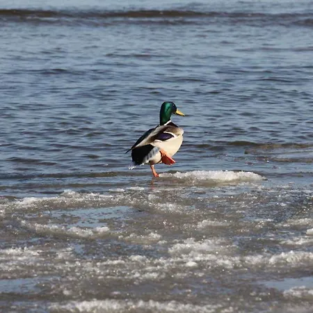 Apartamento Neptun Ückeritz